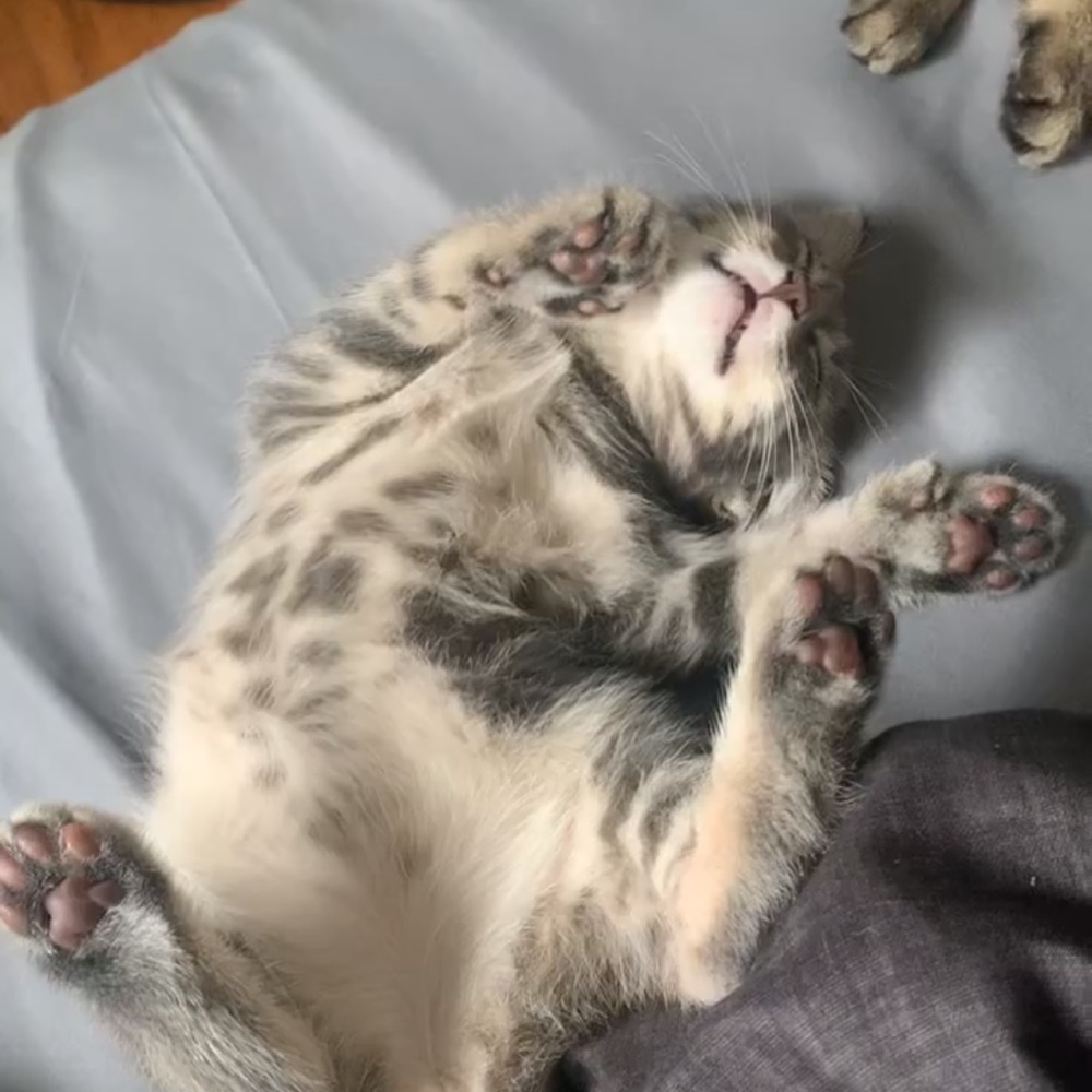 Meet your Posher, Savannah